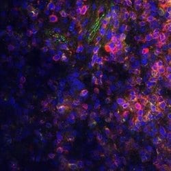 Donkey anti-Goat IgG (H+L) Secondary Antibody (Pre-adsorbed), Novus Biologicals
